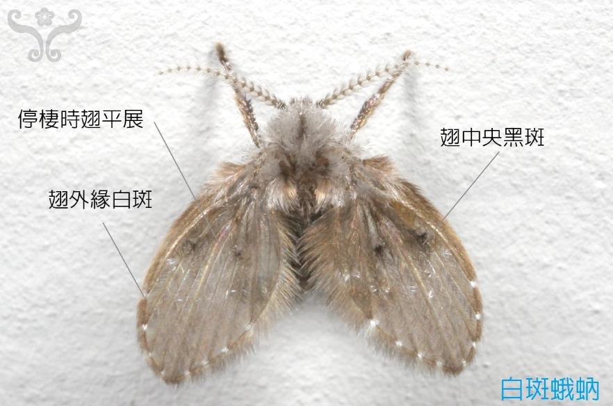 浴室 蛾蚋 根除