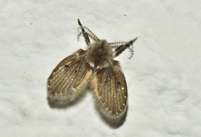 蛾蚋天敵有哪些