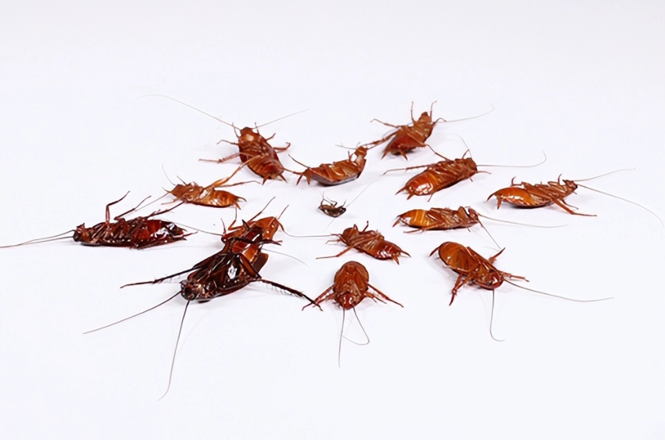 天然除蟑螂方法