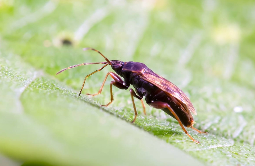 蛾蚋天敵有哪些