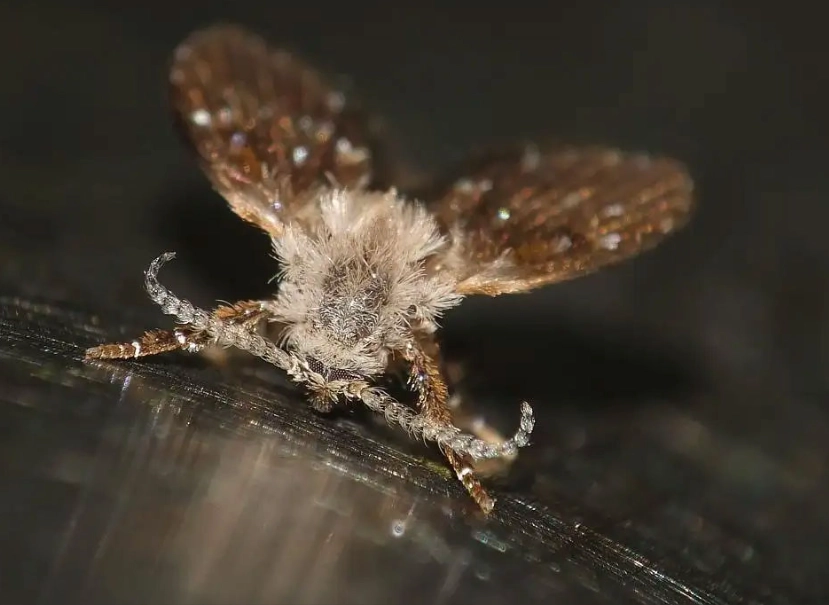 蛾蚋怕什麼味道