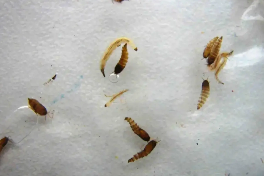 浴室小飛蟲防治