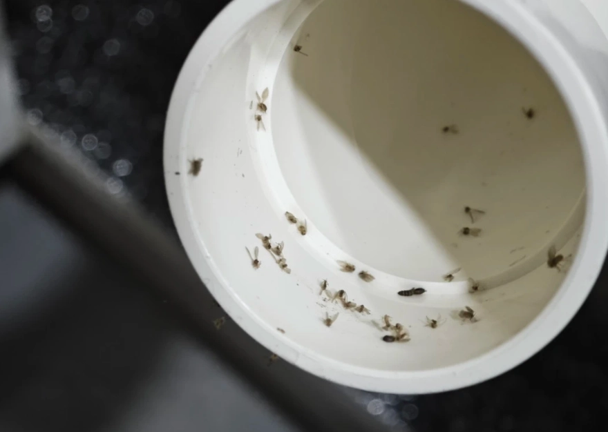 蛾蚋 漂白水 比例