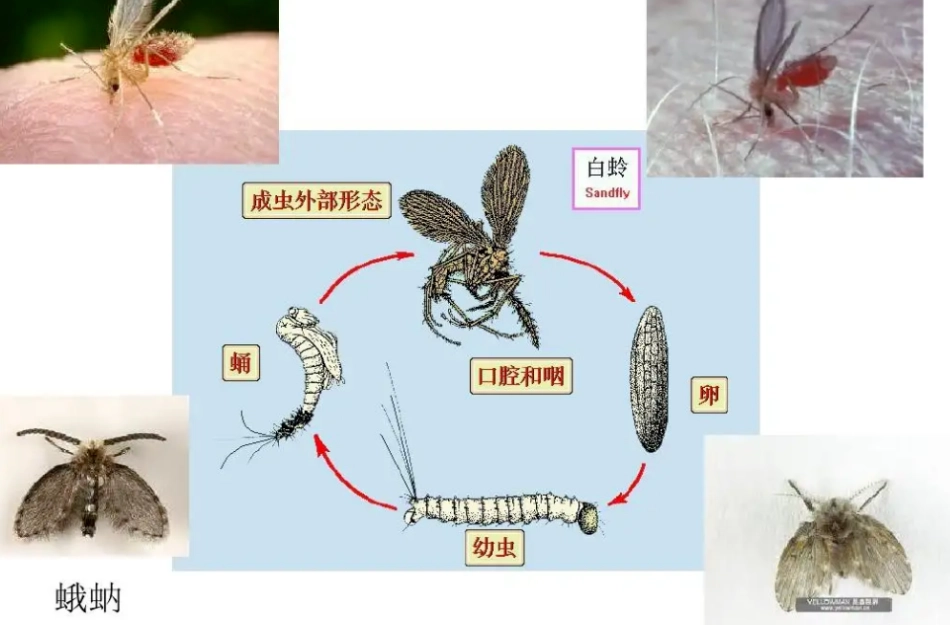 如何消滅浴室小飛蟲
