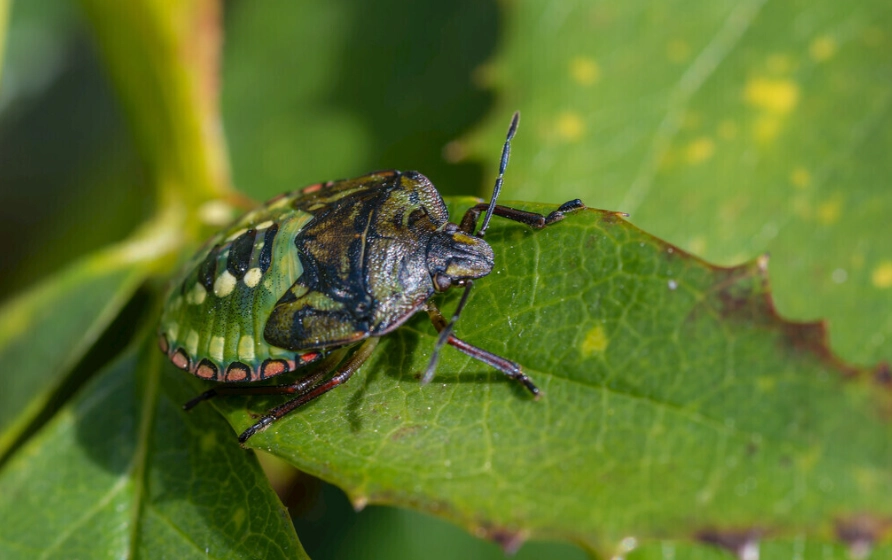 黑色椿象防治 黑色椿象防治