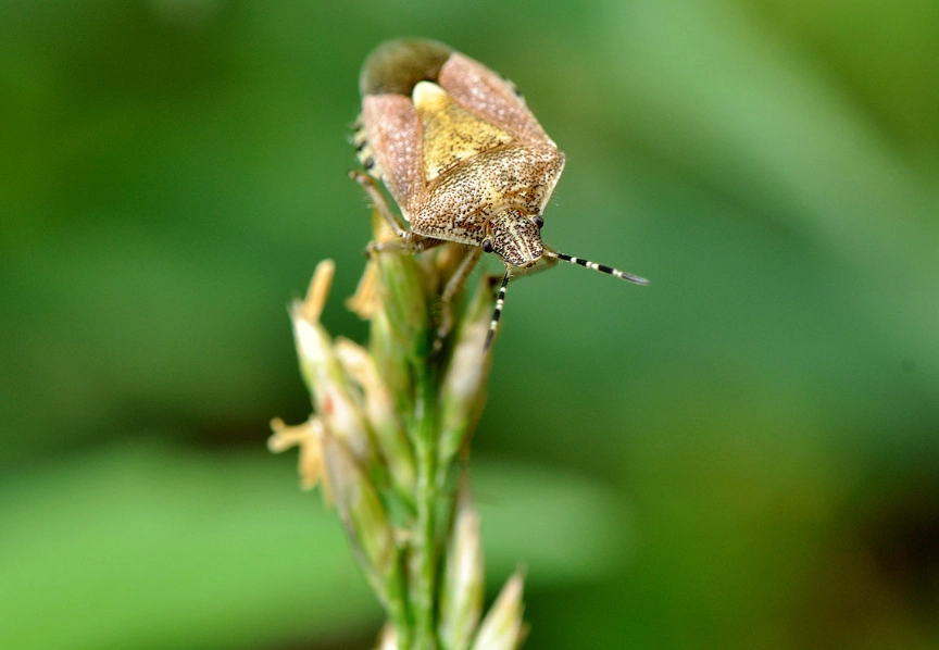 家裡有椿象 家裡有椿象