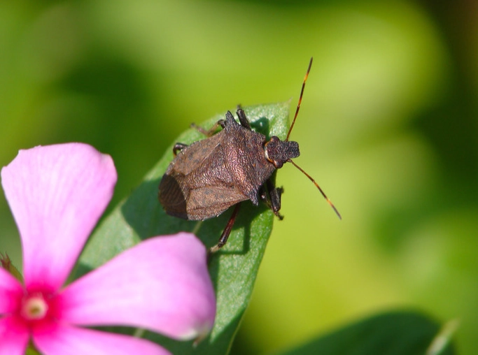 椿象是什麼蟲 椿象是什麼蟲