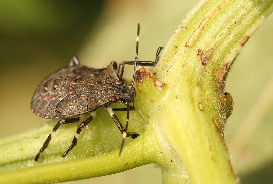 椿象防治 椿象防治
