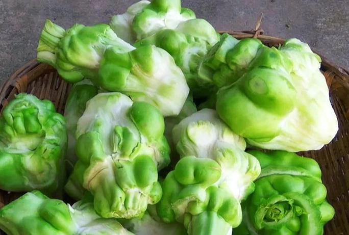 榨菜製作 榨菜製作