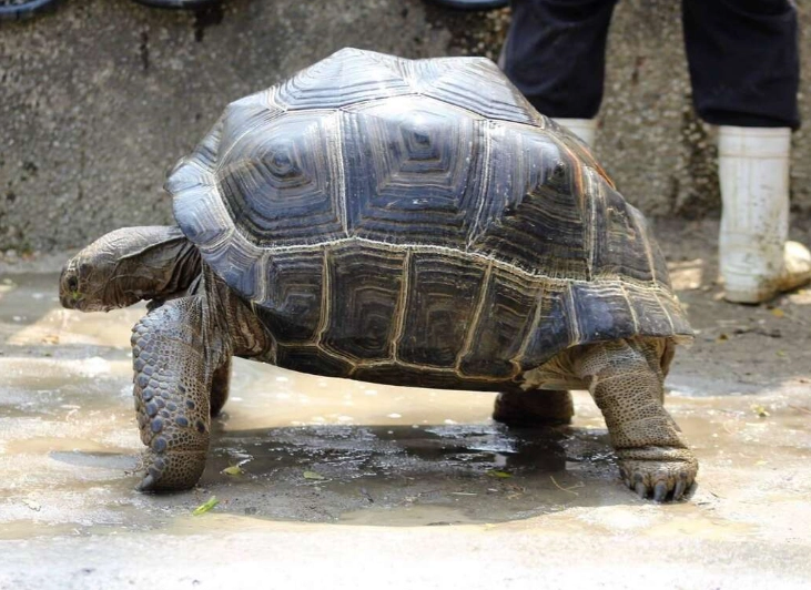 烏龜肺炎 烏龜肺炎