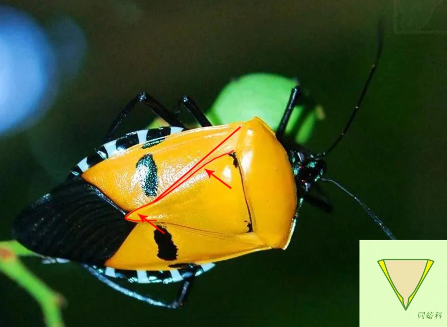 椿象 有毒 椿象 有毒