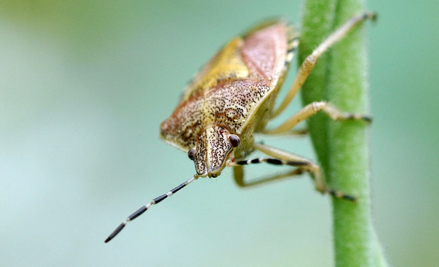 椿象防治 椿象防治