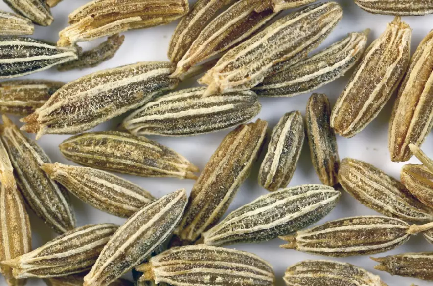 孜然粉食譜 孜然粉食譜