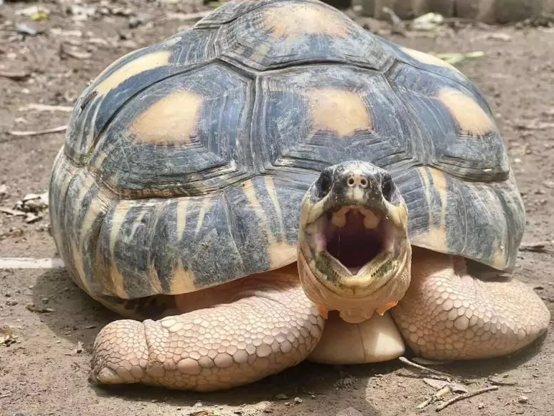 烏龜肺炎 烏龜肺炎