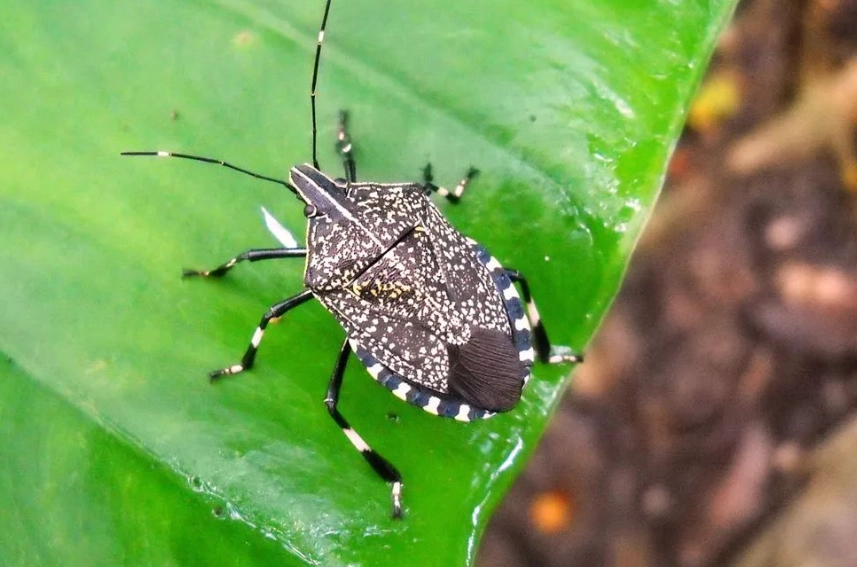 黑色椿象防治 黑色椿象防治