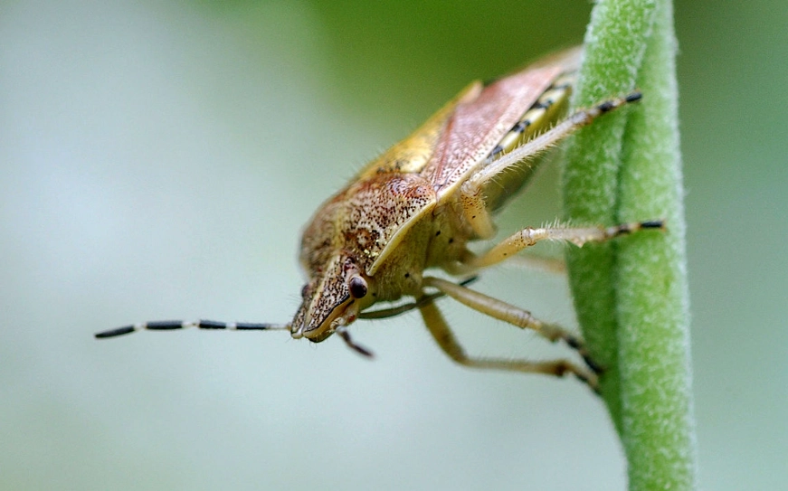 去除椿象方法 去除椿象方法