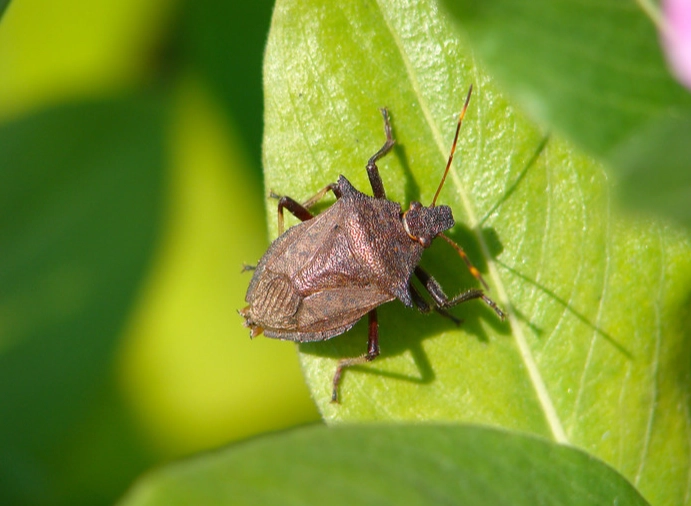 驅趕椿象方法 驅趕椿象方法