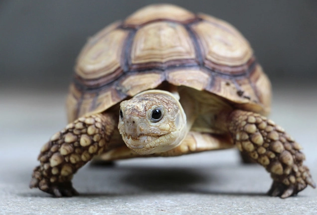 烏龜呼吸急促原因 烏龜呼吸急促原因