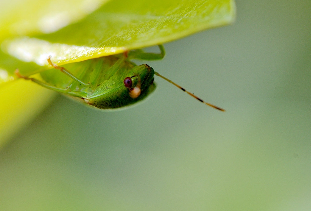 如何 清除 椿象 如何 清除 椿象