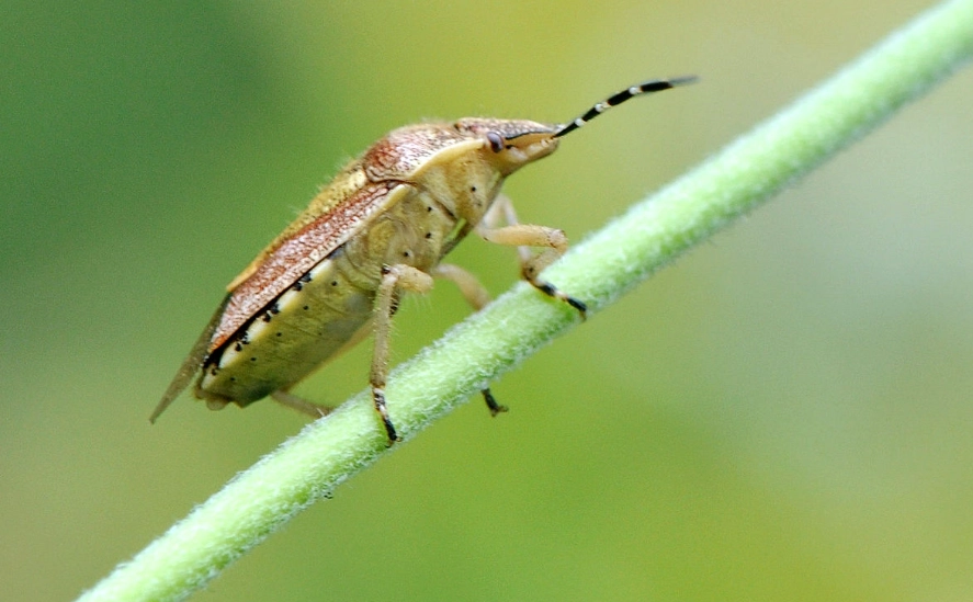家裡有椿象 家裡有椿象
