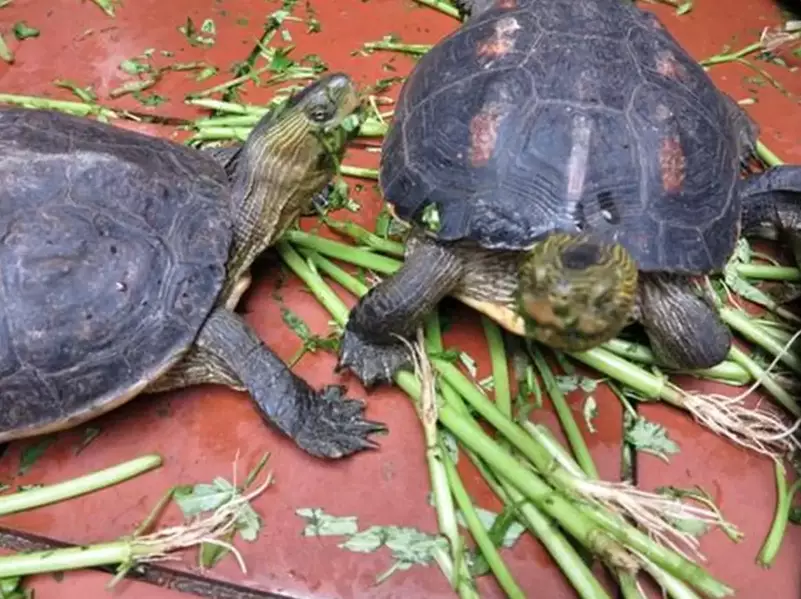 烏龜飼養呼吸注意