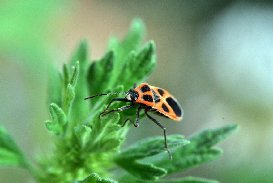 家裡有椿象 家裡有椿象
