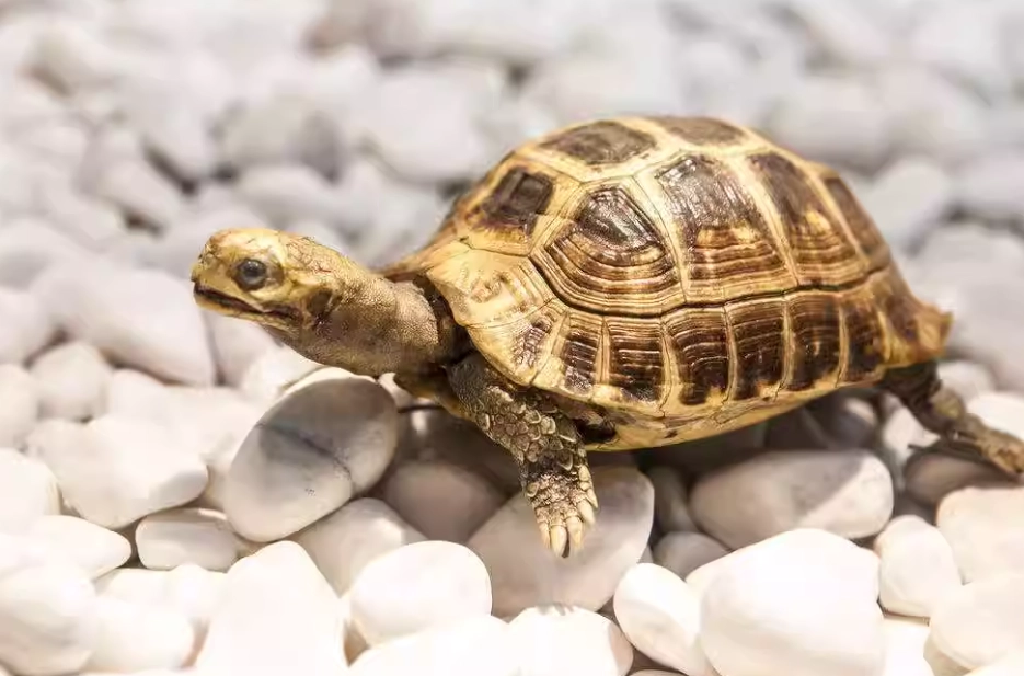 烏龜呼吸急促症狀 烏龜呼吸急促症狀