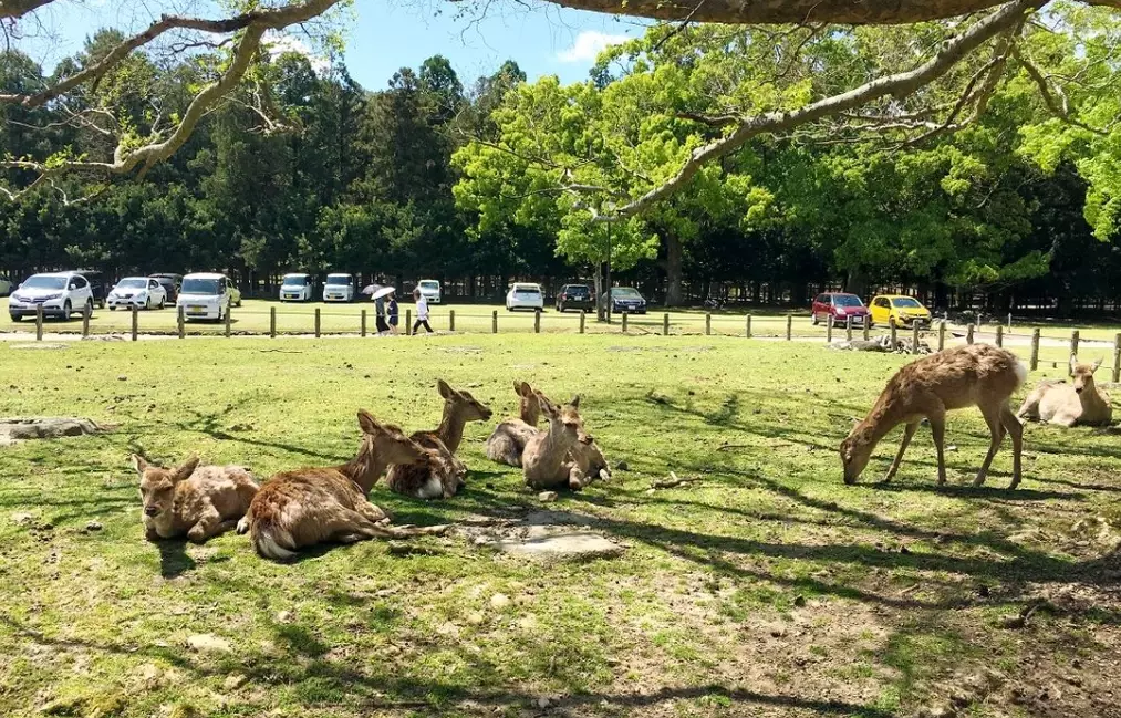 奈良交通攻略 奈良交通攻略