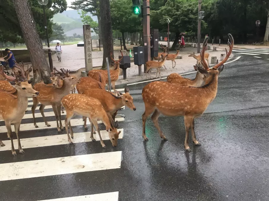 奈良半日遊 奈良半日遊