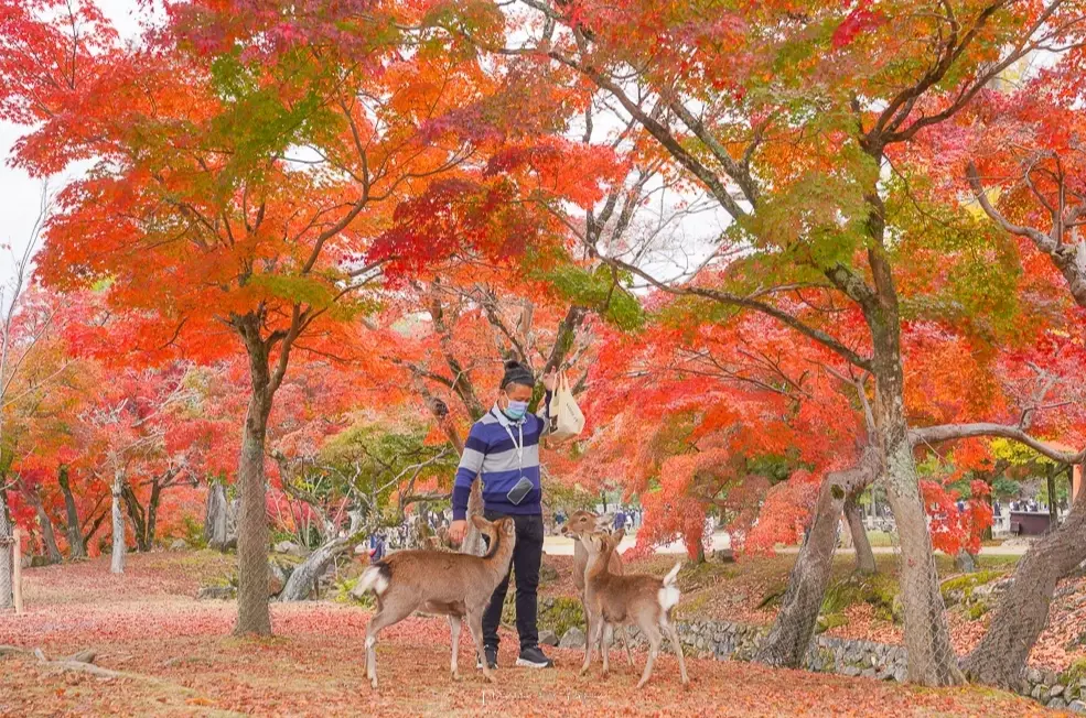 奈良景點推薦 奈良景點推薦