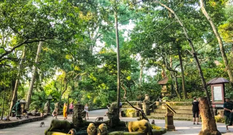 巴厘岛猴子森林