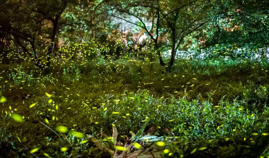 高雄原住民部落旅遊 高雄原住民部落旅遊