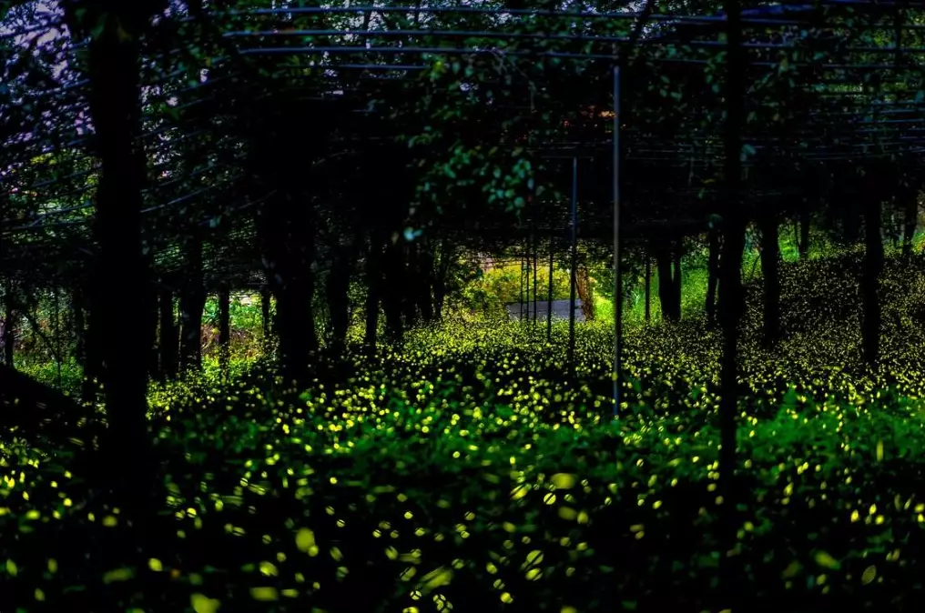 瑪雅農場 瑪雅農場