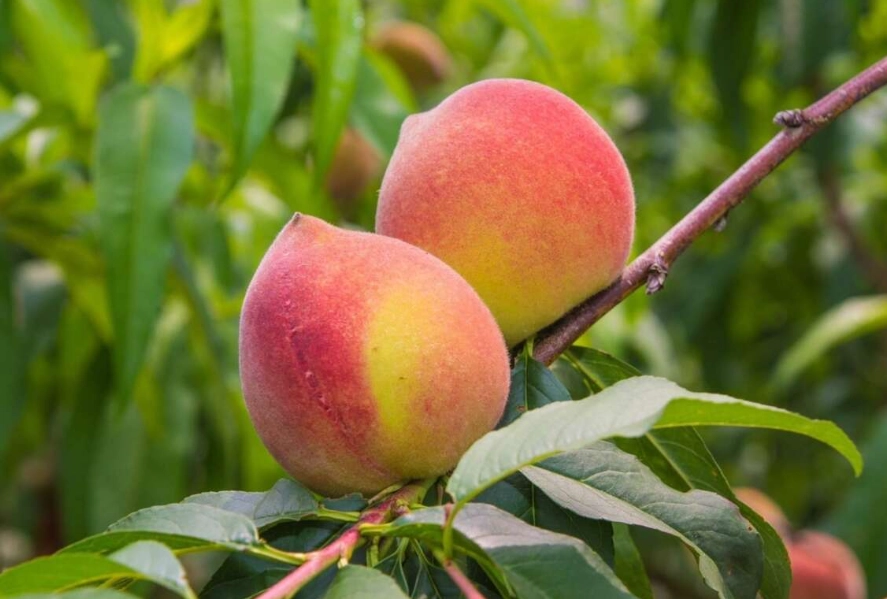 那瑪夏美食 那瑪夏美食