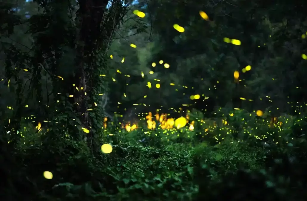 達卡努瓦部落 達卡努瓦部落