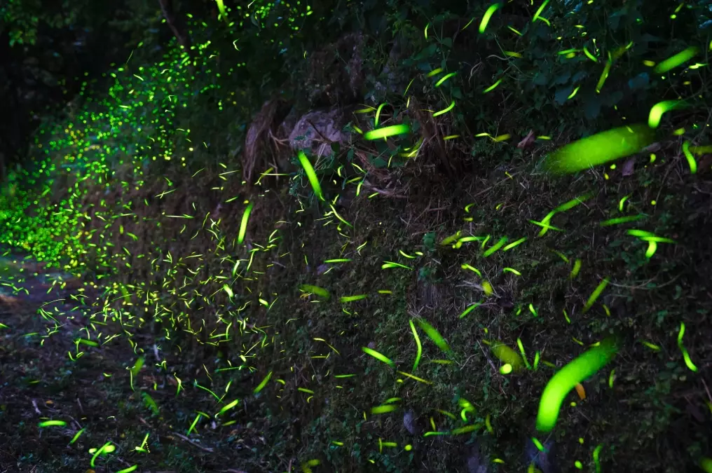 瑪雅農場 瑪雅農場