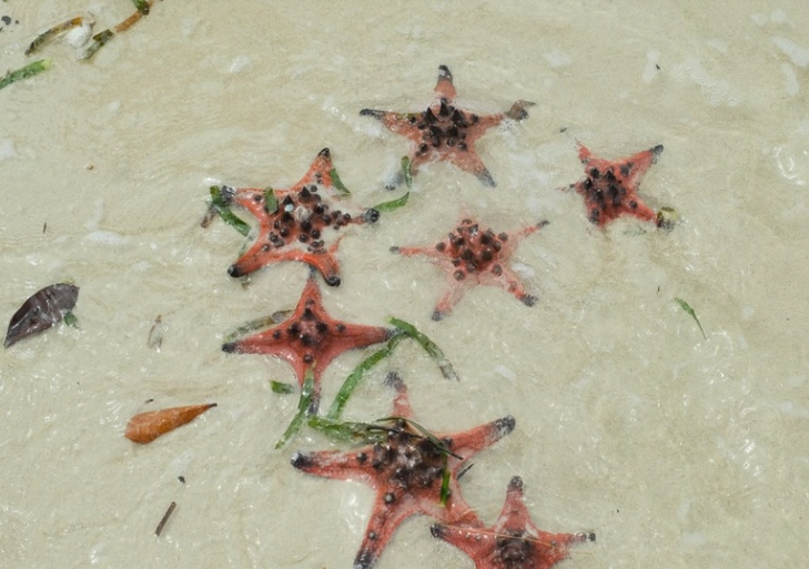 Starfish Beach Taiwan