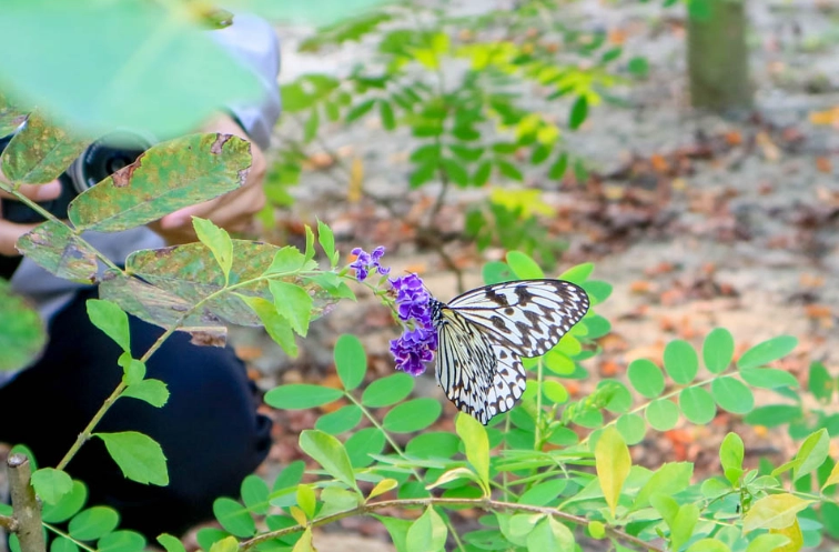 高雄蝴蝶園賞蝶 高雄蝴蝶園賞蝶