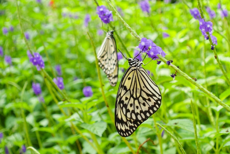 高雄蝴蝶園賞蝶 高雄蝴蝶園賞蝶