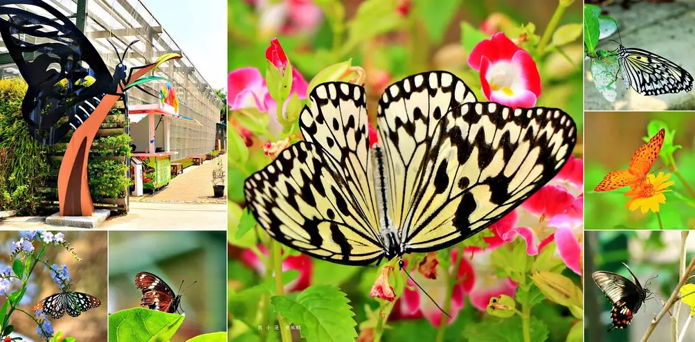 高雄蝴蝶園交通 高雄蝴蝶園交通
