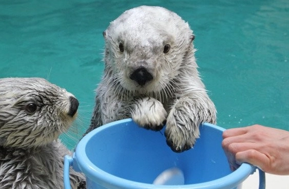 海獺 表演 時間