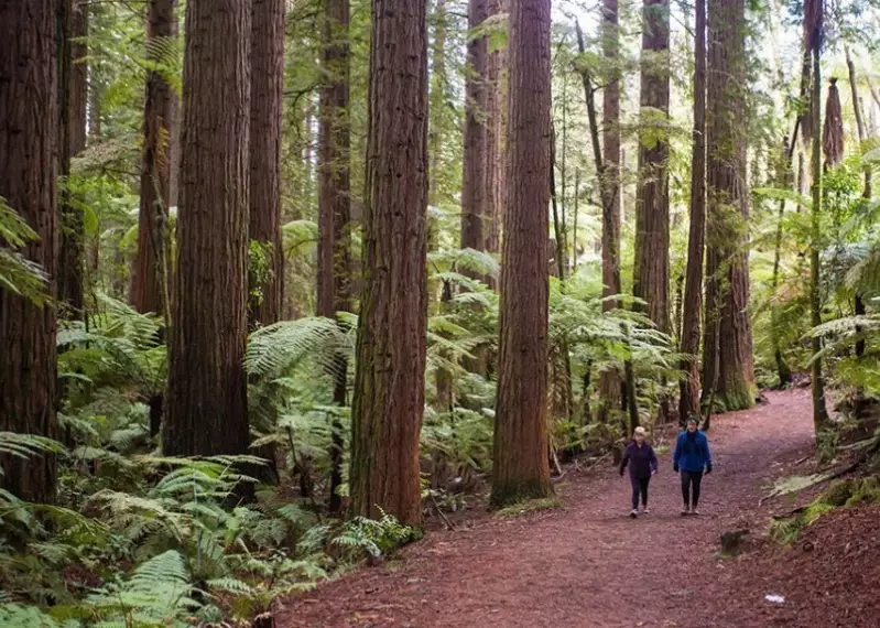 紐西蘭北島自由行
