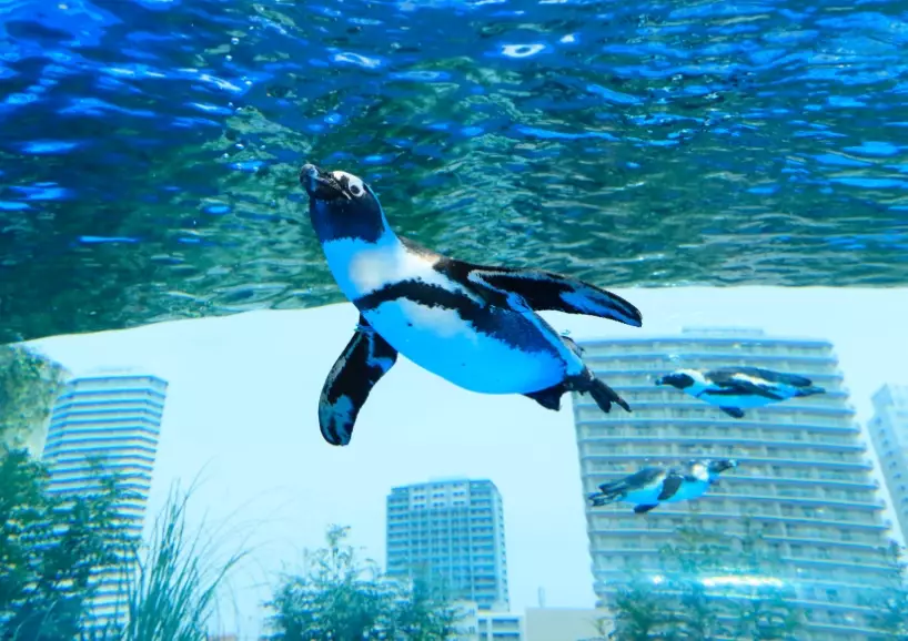 台北水族館優惠