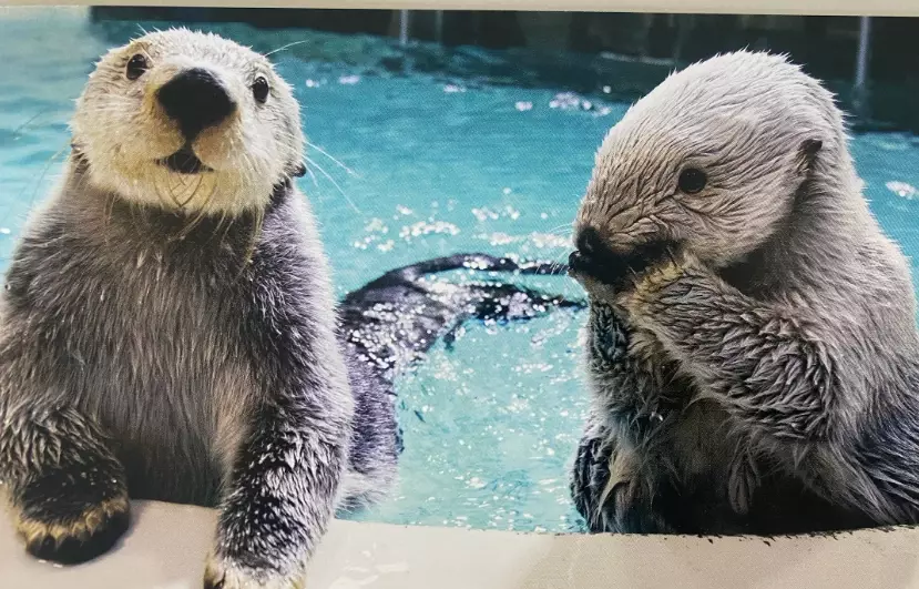 東京水族館海獺