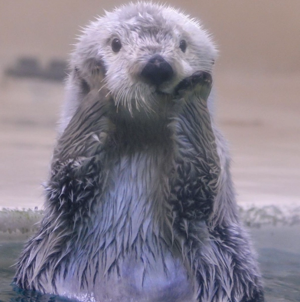 品川水族館 海獺