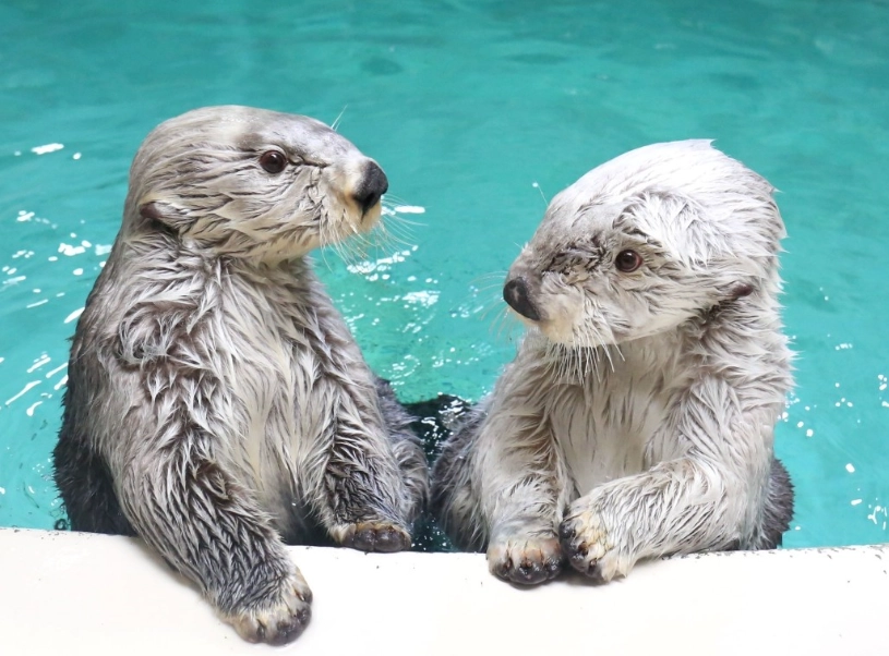 東京水族館 海獺