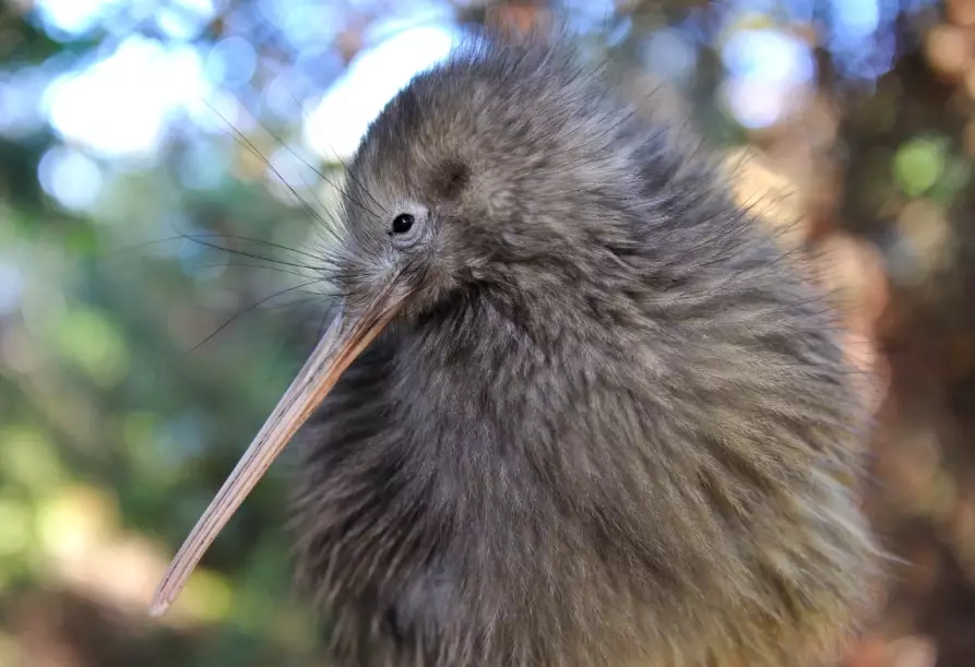 紐西蘭北島景點