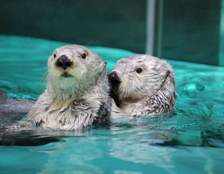 品川水族館 海獺