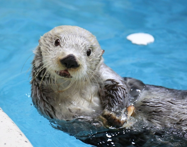 海獺 表演 時間