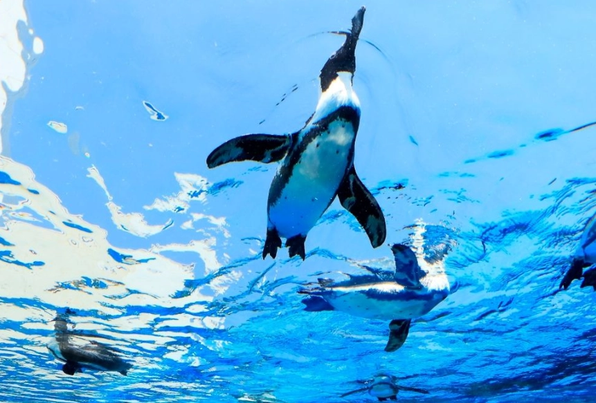 陽光水族館門票